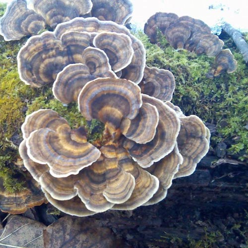 Coriolus versicolor Extract Powder (Yun Zhi - Turkey Tail Mushroom)