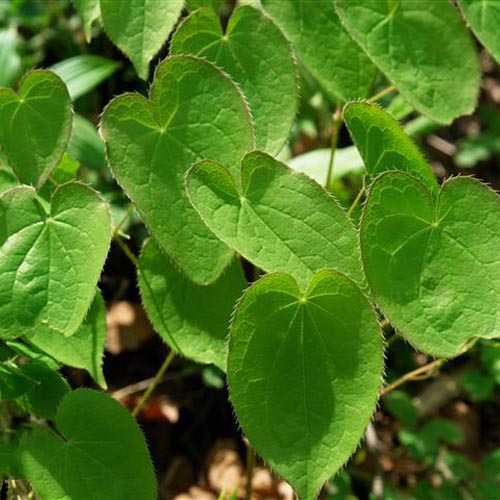 Epimedium Extract Powder (Yin Yang Huo / Horny Goat Weed Leaf)