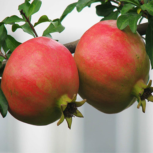Pomegranate Fruit Juice Powder (Shi Liu / Punica granatum)